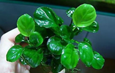 Buy2get1free anubias nana for sale  San Diego