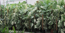 Monstera variegata ableger gebraucht kaufen  Rudolstadt