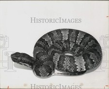 Press photo juvenile for sale  Memphis