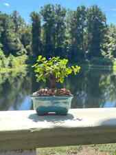 Dwarf jade bonsai for sale  Ocoee