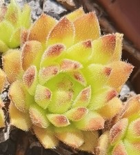 Sempervivum baby bee usato  Spedire a Italy