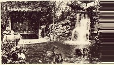 Rppc australian black for sale  Warren