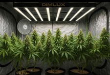 Dimlux expert series for sale  HIGH WYCOMBE