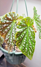 Angel wing begonia for sale  Webster