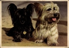 Terrier halsband tierportrait gebraucht kaufen  Berlin