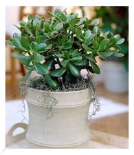 Geldbaum crassula pflanze gebraucht kaufen  Bensheim