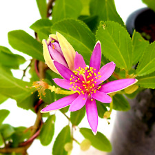 Kreuzblume crossberry grewia gebraucht kaufen Kreuzblume crossberry grewia gebraucht kaufen  Hadamar