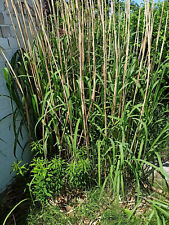 Bambus miscanthus giganteus gebraucht kaufen  Neumünster