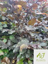 Fagus atropurpurea purple for sale  HEREFORD