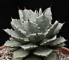 agave potatorum usato agave potatorum usato Napoli