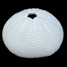 Resin white sea for sale  LEIGH
