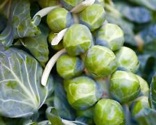 Brussels sprout early for sale  DEWSBURY