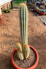 Pilosocereus odilensis cactus usato  Menfi