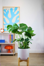 Swiss cheese plant for sale  LEICESTER