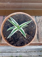 Agave victoriae reginae gebraucht kaufen  Visselhövede