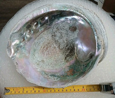 abalone shells for sale abalone shells for sale Costa Mesa