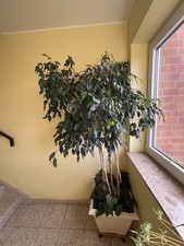 Ficus benjamin blume gebraucht kaufen Ficus benjamin blume gebraucht kaufen  Hannover
