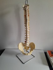 Anatomical skeleton model for sale  BARNOLDSWICK