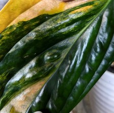 s kinds plants for sale s kinds plants for sale Glenmoore