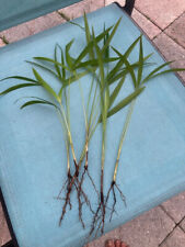 Areca palm rooted for sale  Fort Lauderdale