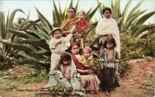 Pulque plants harvesters for sale  Seattle