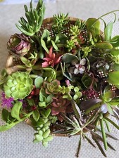Assorted organic succulent for sale  Santa Maria