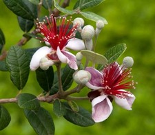 Graines feijoa acca d'occasion  Cahors