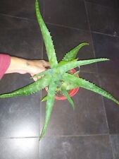 Piante aloe saponaria usato  Torino