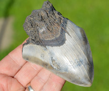 Large genuine megalodon for sale  UK