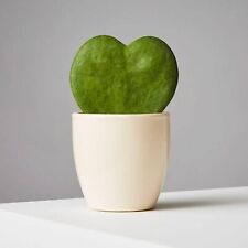 Hoya kerrii houseplant for sale  GLASGOW