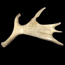 Authentic antique moose for sale  Kapaa