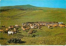 Animaux vaches paturage d'occasion  Fruges