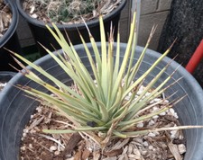 Yucca brevifolia joshua for sale  North Las Vegas
