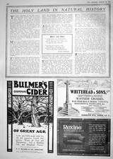 Antique print 1918 for sale  UK