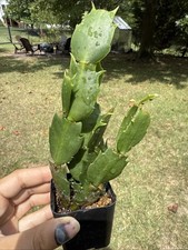 Zygo cactus schlumbergera for sale  Ballwin