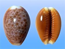 Cypraea helvola bellatrix usato  Roma