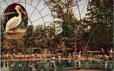Cartão postal interior gaiola voadora parque zoológico de Nova York diferentes pássaros visitantes, usado comprar usado  Enviando para Brazil
