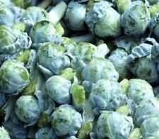 Long island brussel for sale  Berwyn