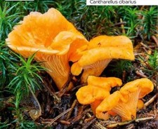 Pfifferling pilz selber gebraucht kaufen  Lünen