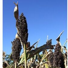 Black amber sorghum for sale  Coyle