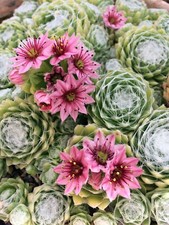Sempervivum andrachnoides cobw for sale  WALLINGFORD