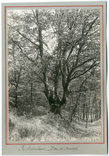 Fontainebleau beech val d'occasion  Expédié en Belgium