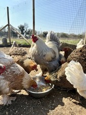 Brahma large fowl for sale  NEWARK