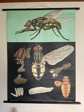 Gráfico escolar vintage HOUSE FLY por JUNG KOCH QUENTELL roll down impressão educacional comprar usado  Enviando para Brazil
