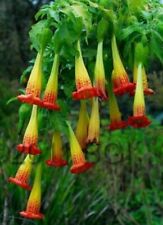 Brugmansia sanguinea red for sale  CHRISTCHURCH