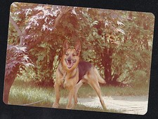 Fotografia vintage adorável cachorro pastor alemão em pé no quintal comprar usado  Enviando para Brazil