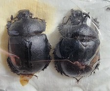 Geotrupidae enoplotrupes sinen for sale  Depauw