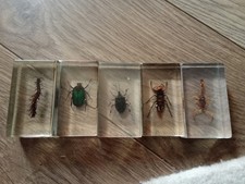 Bugs resin x for sale  GLASGOW