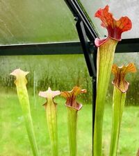 Sarracenia hybrid seeds for sale  LLANDYSUL