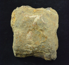 Hadrosaur vertebra kaiparowits for sale  Salt Lake City